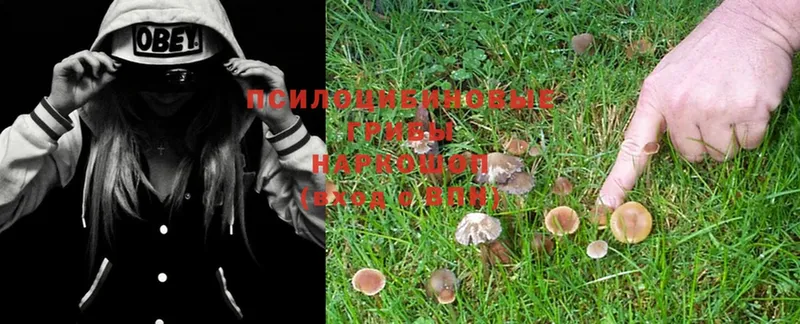 Галлюциногенные грибы Psilocybe  Абинск 